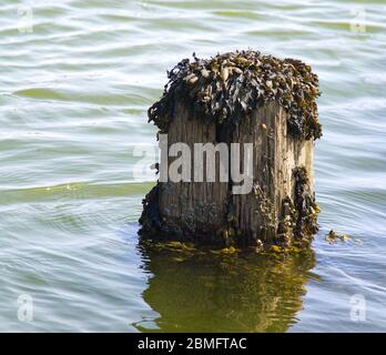 alghe su un palo in mare Foto Stock