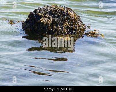 alghe su un palo in mare Foto Stock