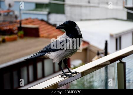 Un corvo è un uccello del genere Corvus, o più in generale un sinonimo di tutti Corvus. Il termine 'corvo' è usato come parte del nome comune di molte specie. Foto Stock