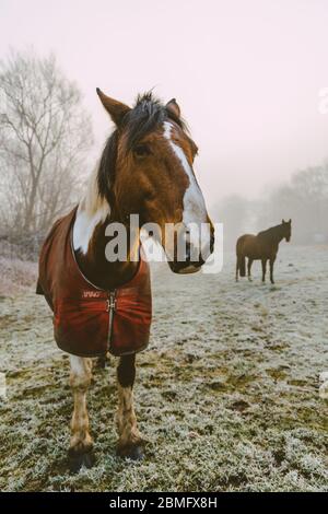 Due cavalli in un campo di nebbia Foto Stock