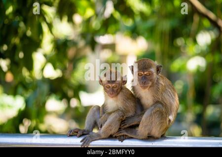 Due piccole scimmie abbracciano mentre si siede su una recinzione. Foto Stock