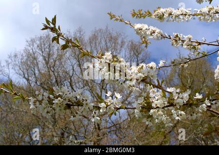 FIORI BIANCHI O FIORI SUI RAMI DELL'ALBERO DEI CILIEGI PRUNUS Foto Stock