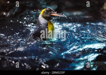 Il pinguino re si diverto a nuotare con gli spruzzi Foto Stock