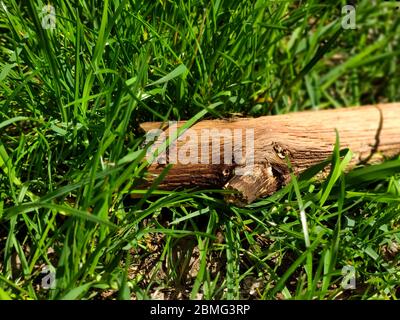 il grande ceppo di legno si trova nell'erba Foto Stock