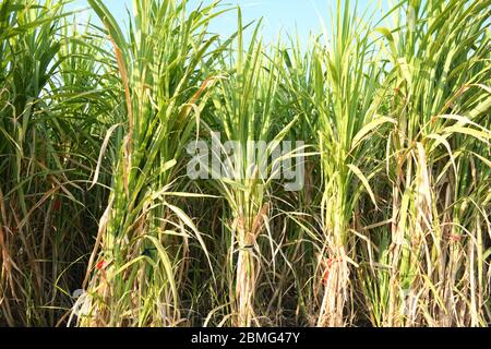 Fattoria di canna da zucchero di Gujarat, India, agricoltura, coltivazione di canna da zucchero Foto Stock