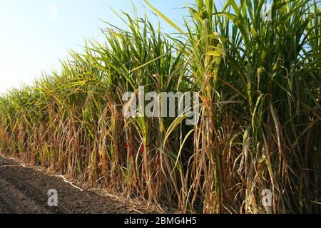 Fattoria di canna da zucchero di Gujarat, India, agricoltura, coltivazione di canna da zucchero Foto Stock