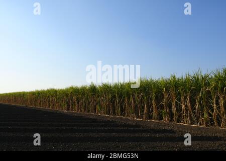 Fattoria di canna da zucchero di Gujarat, India, agricoltura, coltivazione di canna da zucchero Foto Stock