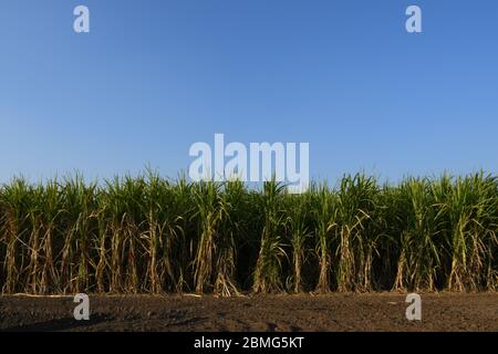 Fattoria di canna da zucchero di Gujarat, India, agricoltura, coltivazione di canna da zucchero Foto Stock