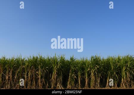 Fattoria di canna da zucchero di Gujarat, India, agricoltura, coltivazione di canna da zucchero Foto Stock