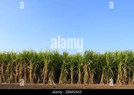 Fattoria di canna da zucchero di Gujarat, India, agricoltura, coltivazione di canna da zucchero Foto Stock