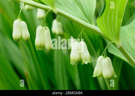 Poligonatum × ibridone. Pianta di sigillo di Salomone che mostra i fiori in primavera. REGNO UNITO. AGM Foto Stock
