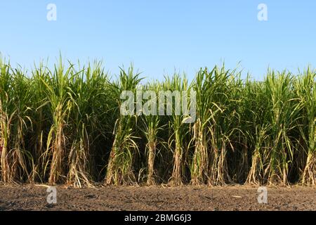 Fattoria di canna da zucchero di Gujarat, India, agricoltura, coltivazione di canna da zucchero Foto Stock