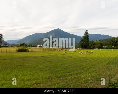 Pecore al pascolo nei campi di Los Rios Regione, Valdivia zona, nel sud del Cile, Araucania Paesi andini. Foto Stock