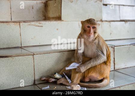 La scimmia macaque srotola un rotolo di preghiera a Taung Kalat sul Monte Popa, Myanmar. Foto Stock