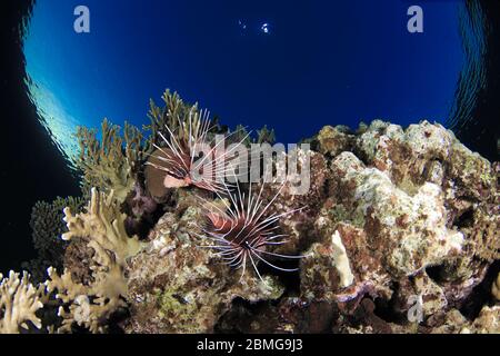 Coppia di pesci lionfish appesi sui coralli tropicali al buio nel Mar Rosso Foto Stock