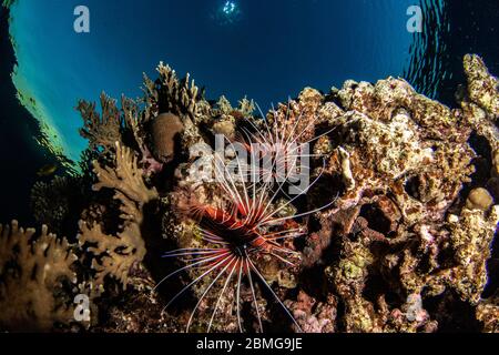 Coppia di pesci lionfish appesi sui coralli tropicali al buio nel Mar Rosso Foto Stock