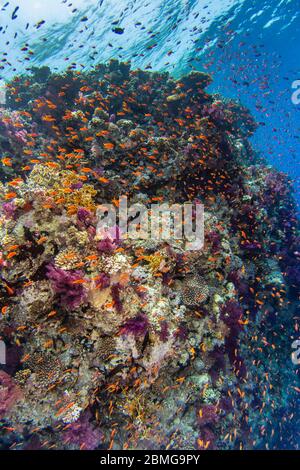 parete di corallo verticale con coralli colorati duri e morbidi, nuvola di piccoli pesci tropicali e acqua blu sullo sfondo Foto Stock