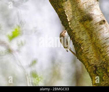 Rampichino alpestre Foto Stock