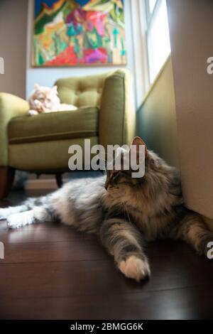 Gatto siberiano adagiato sul pavimento in legno con un gatto siberiano zenzero fuori fuoco su una poltrona verde in angolo della stanza Foto Stock