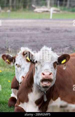 Due bovini bianchi e marroni Hereford ruminanti su Pastureat, stanno guardando la macchina fotografica. Foto Stock