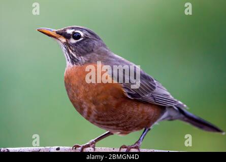 Primo piano di un uccello Robin americano con sfondo verde scuro. Foto Stock
