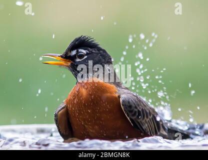Un maschio rapina che si spruzzi in un bagno di uccelli. Foto Stock