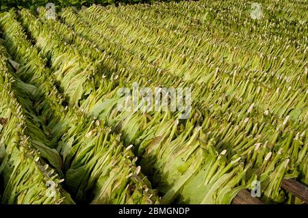 Il tabacco lascia asciugare al sole del mattino su un campo di tabacco a Cuba Foto Stock