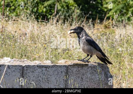 Un corvo grigio che si trova su una recinzione con cibo nel suo becco in una giornata di sole Foto Stock