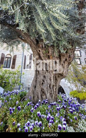 Un antico ulivo che cresce su una strada a Gerusalemme, Israele. Foto Stock