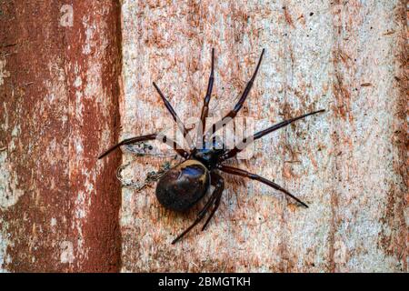 Falso ragno vedova, Steatoda nobilis, poggiato su stecche di legno Foto Stock