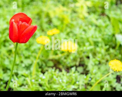 fiore di papavero rosso al campo verde con dentelli gialli sullo sfondo il giorno della primavera (fuoco sulla fioritura di papavero in primo piano) Foto Stock