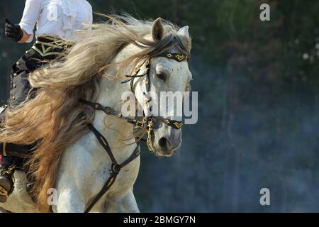 Bianco Andaluso cavallo indietro ritratto equitazione vicino al ranch Foto Stock