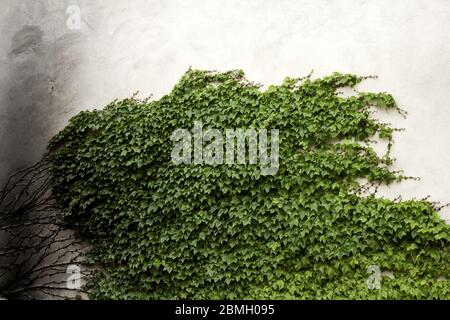 Ivy su pareti, piante e natura, radici e paesaggio Foto Stock