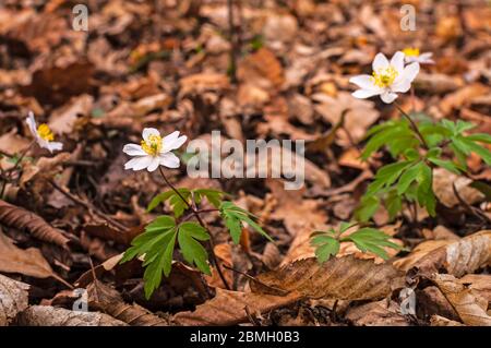 Un anemone di legno (Anemone nemorosa) fiorisce in primavera nella foresta. I fiori bianchi sono un bel contrasto con lo sfondo scuro, fatto di faggio secco le Foto Stock