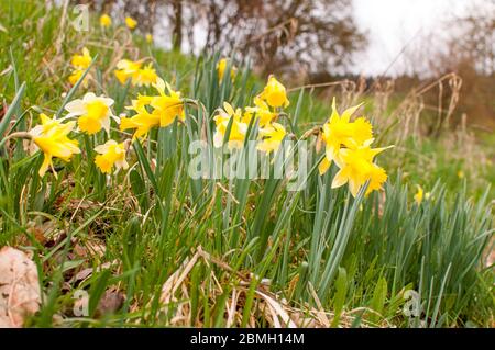 Misselflower o Daffodil prato a Misselberg nel distretto di Rhein Lahn in Germania. I narcisi crescono selvaggi e decorano i prati e i campi ogni Foto Stock