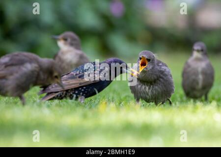 Hailsham, Regno Unito. 9 maggio 2020. UK Weather.Juvenile Starlings (Sturnus vulgaris) pregate di essere nutriti oggi in un caldo pomeriggio soleggiato a Hailsham. Gli Starlings sono appena fuggiti e seguiranno da vicino gli adulti per il cibo. Hailsham, East Sussex, Regno Unito. Credit: Ed Brown/Alamy Live News Foto Stock
