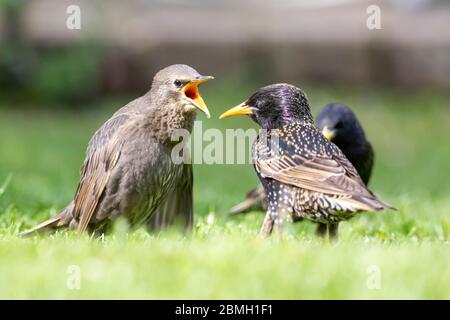 I giovani Starlings (Sturnus vulgaris) chiedono di essere nutriti oggi in un caldo pomeriggio di sole. Gli Starling sono di nuova costituzione e seguiranno da vicino gli adulti per il cibo. East Sussex, Regno Unito. Crediti: Ed Brown/Alamy Live News Foto Stock