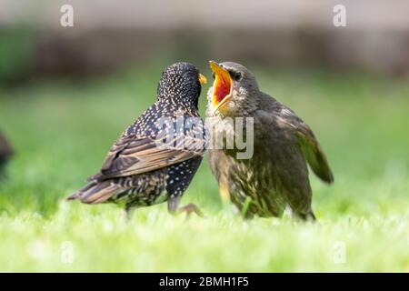 I giovani Starlings (Sturnus vulgaris) chiedono di essere nutriti oggi in un caldo pomeriggio di sole. Gli Starling sono di nuova costituzione e seguiranno da vicino gli adulti per il cibo. East Sussex, Regno Unito. Crediti: Ed Brown/Alamy Live News Foto Stock