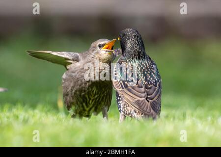 Hailsham, Regno Unito. 9 maggio 2020. UK Weather.Juvenile Starlings (Sturnus vulgaris) pregate di essere nutriti oggi in un caldo pomeriggio soleggiato a Hailsham. Gli Starlings sono appena fuggiti e seguiranno da vicino gli adulti per il cibo. Hailsham, East Sussex, Regno Unito. Credit: Ed Brown/Alamy Live News Foto Stock