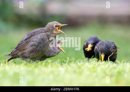 I giovani Starlings (Sturnus vulgaris) chiedono di essere nutriti oggi in un caldo pomeriggio di sole. Gli Starling sono di nuova costituzione e seguiranno da vicino gli adulti per il cibo. East Sussex, Regno Unito. Crediti: Ed Brown/Alamy Live News Foto Stock