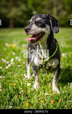 Ritratto di un cane havanese felice in piedi su erba verde con dandelion gialli e fiori bianchi daisy in una giornata di primavera soleggiata in un parco. Imag. Verticale Foto Stock