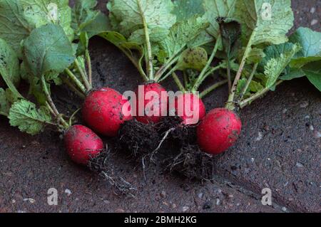 Un mazzo di ravanelli appena raccolti su una superficie esterna del mattone Foto Stock