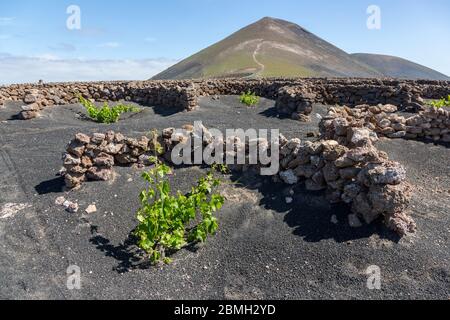 Giovani vite in trappola di umidità sul suolo di origine vulcanica, La Geria, Lanzarote, Isole Canarie, Spagna Foto Stock