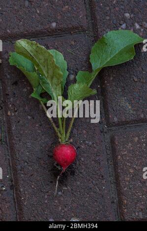 Un mazzo di ravanelli appena raccolti su una superficie esterna del mattone Foto Stock