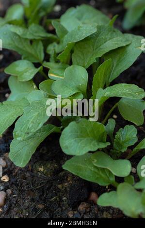 Piante di piantina di ravanello fresche che crescono in un giardino nel Regno Unito Foto Stock