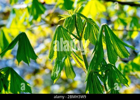 Castagna di cavallo (aesculus hippocastanum), anche noto come albero Conker, primo piano delle foglie, come iniziano a emergere sull'albero. Foto Stock