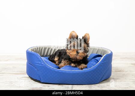 Yorkshire Terrier cucciolo dormire in una camera su un letto per cani. Animali. Inserire il testo Foto Stock