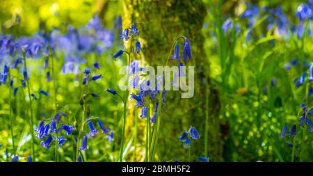 Bluebell Woods a Checkendon, South Oxfordshire, Inghilterra, Regno Unito, GB. Foto Stock