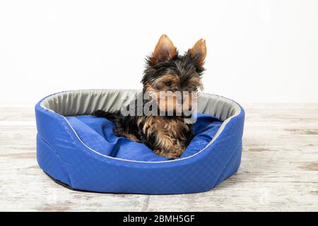 Yorkshire Terrier cucciolo dormire in una camera su un letto per cani. Animali. Foto Stock