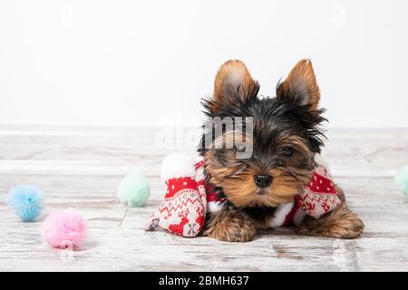 Cucciolo in costume di babbo natale. Vacanza. Anno nuovo Foto Stock